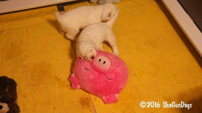 Gigi 2Litter 161120 019.jpg