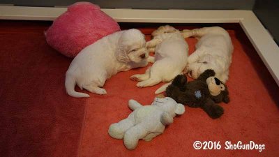 Gigi's Second Litter Week 5