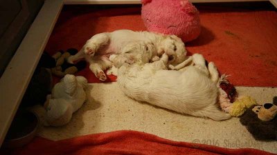 Gigi 2Litter 161202 013.jpg