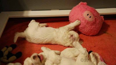 Gigi 2Litter 161202 014.jpg