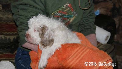 Gigi 2Litter 161206 007.jpg