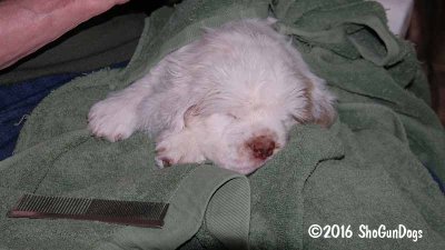 Gigi 2Litter 161206 011.jpg