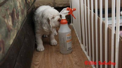 Gigi 2Litter 161211 025.jpg