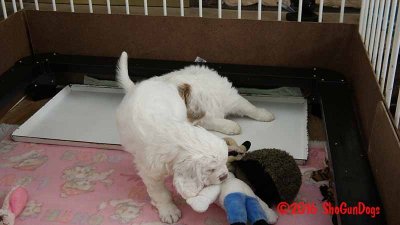 Gigi 2Litter 161211 027.jpg