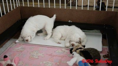 Gigi 2Litter 161211 029.jpg