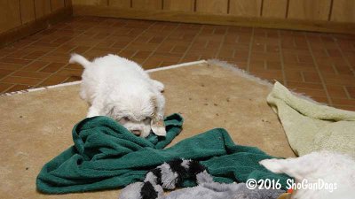 Gigi 2Litter 161215 017.jpg