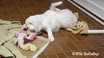 Gigi 2Litter 161215 018.jpg