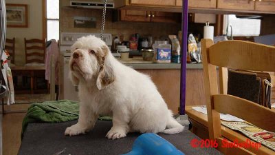 Gigi 2Litter 161216 043.jpg