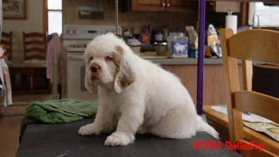 Gigi 2Litter 161216 044.jpg