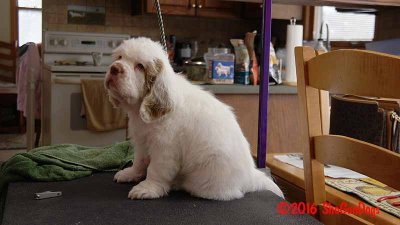 Gigi 2Litter 161216 049.jpg