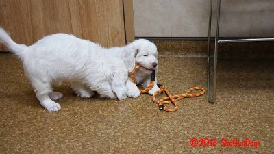 Gigi 2Litter 161216 062.jpg
