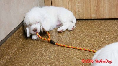 Gigi 2Litter 161216 066.jpg
