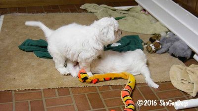 Gigi 2Litter 161217 008.jpg