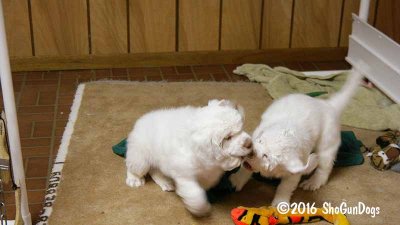 Gigi 2Litter 161217 010.jpg