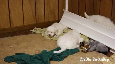 Gigi 2Litter 161217 013.jpg