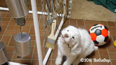 Gigi 2Litter 161217 014.jpg