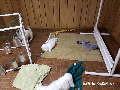 Gigi 2Litter 161218 010.jpg