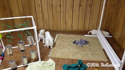 Gigi 2Litter 161218 012.jpg