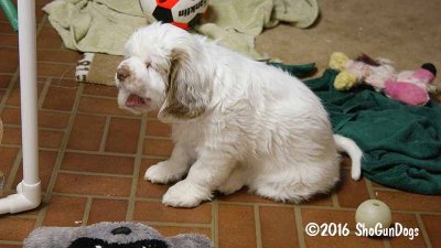 Gigi 2Litter 161219 008.jpg