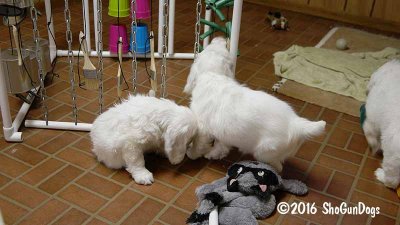 Gigi 2Litter 161219 016.jpg