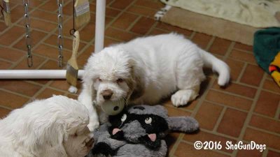 Gigi 2Litter 161219 019.jpg