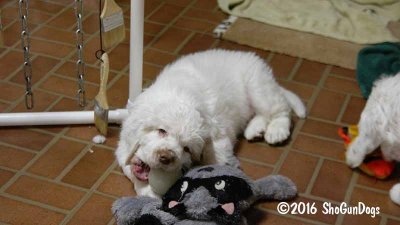 Gigi 2Litter 161219 022.jpg