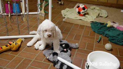 Gigi 2Litter 161219 010.jpg