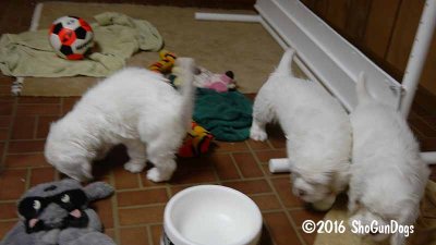 Gigi 2Litter 161219 011.jpg