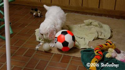 Gigi 2Litter 161219 013.jpg