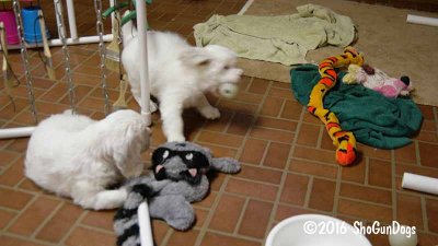 Gigi 2Litter 161219 014.jpg
