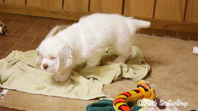 Gigi 2Litter 161219 015.jpg