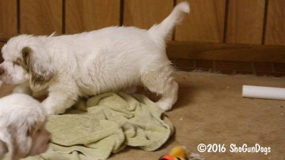 Gigi 2Litter 161219 017.jpg