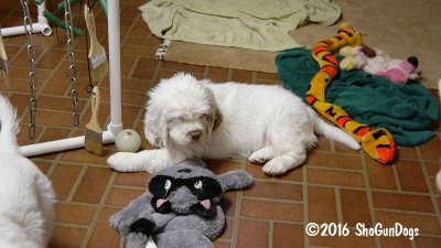 Gigi 2Litter 161219 018.jpg