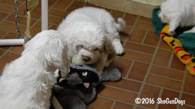 Gigi 2Litter 161219 020.jpg
