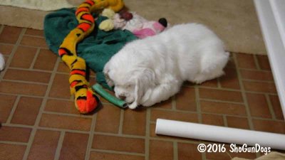 Gigi 2Litter 161219 021.jpg