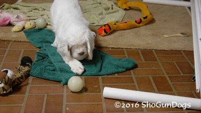 Gigi 2Litter 161220 012.jpg