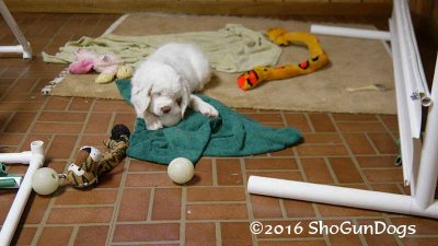 Gigi 2Litter 161220 013.jpg
