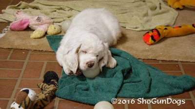 Gigi 2Litter 161220 014.jpg