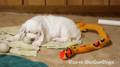 Gigi 2Litter 161220 015.jpg