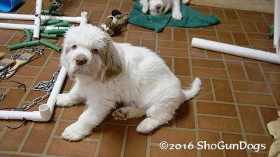 Gigi 2Litter 161220 017.jpg