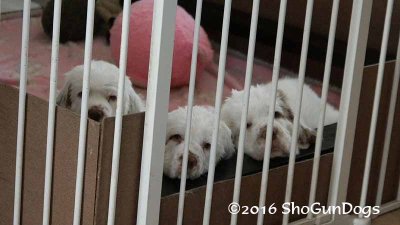 Gigi 2Litter 161220 018.jpg