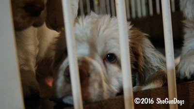 Gigi 2Litter 161224 010.jpg