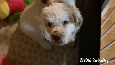 Gigi 2Litter 161224 012.jpg