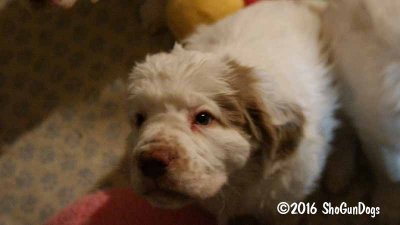 Gigi 2Litter 161224 013.jpg