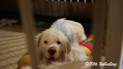 Gigi 2Litter 161224 015.jpg