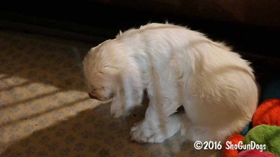 Gigi 2Litter 161224 016.jpg