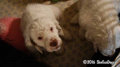 Gigi 2Litter 161224 017.jpg