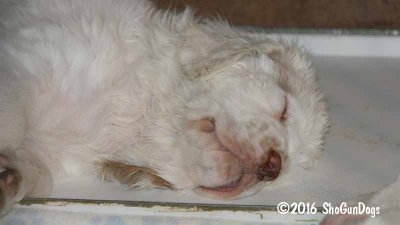 Gigi 2Litter 161224 024.jpg