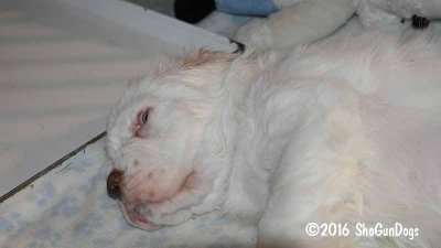 Gigi 2Litter 161224 025.jpg