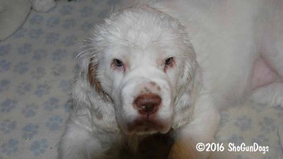 Gigi 2Litter 161224 029.jpg